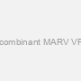 Recombinant MARV VP40